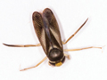 Sigara distincta